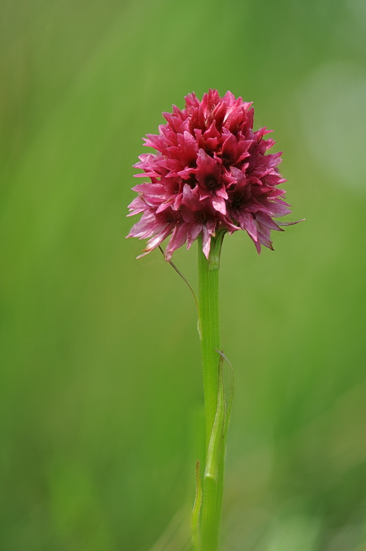 Nigritella rosa