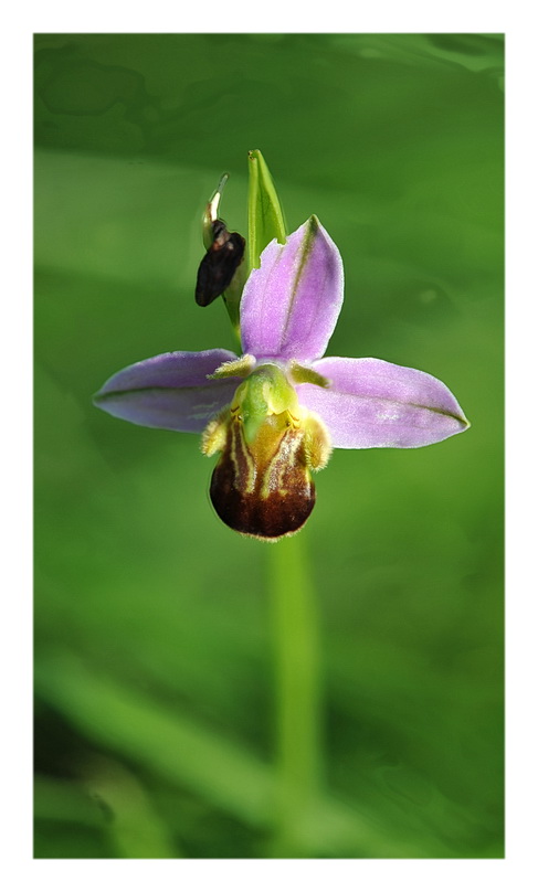 Orchidee Venete 2013 - 6