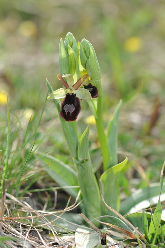 Ophrys benacensis?