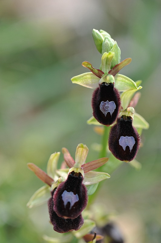 Ophrys benacensis?