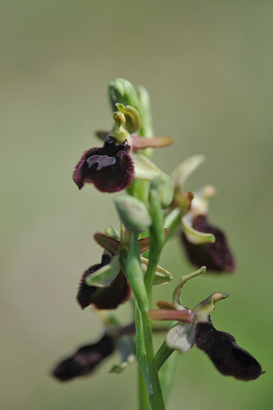 Ophrys benacensis?