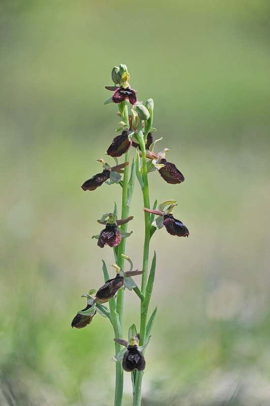 Ophrys benacensis?