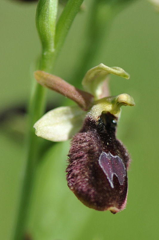 Ophrys benacensis?