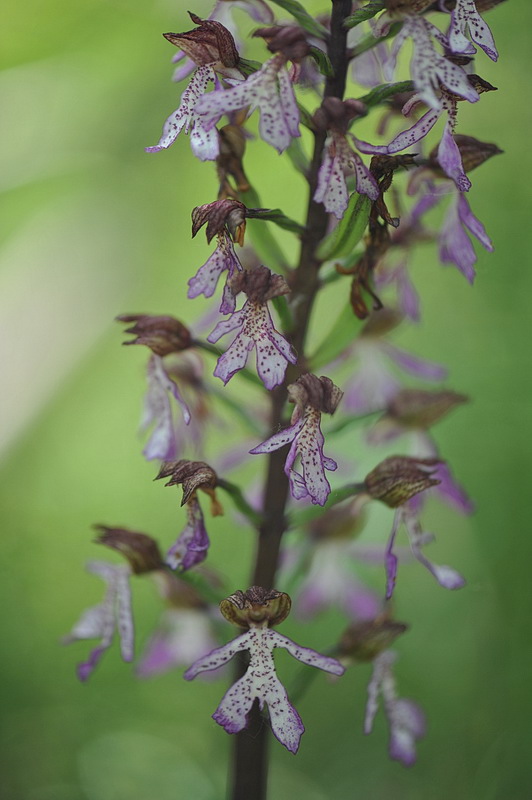 Orchis purpurea o ibrido?