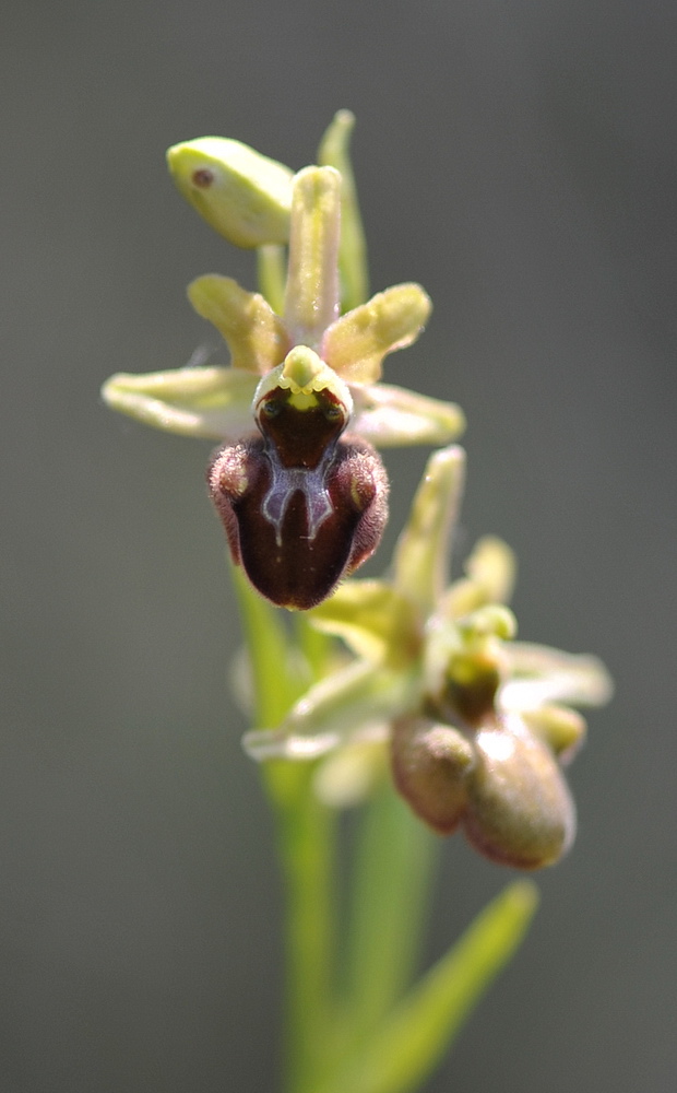 Ophrys sphegodes tardive?