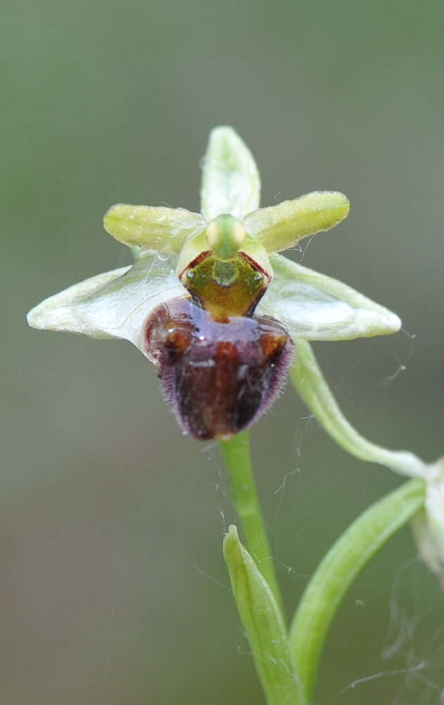 Ophrys sphegodes tardive?