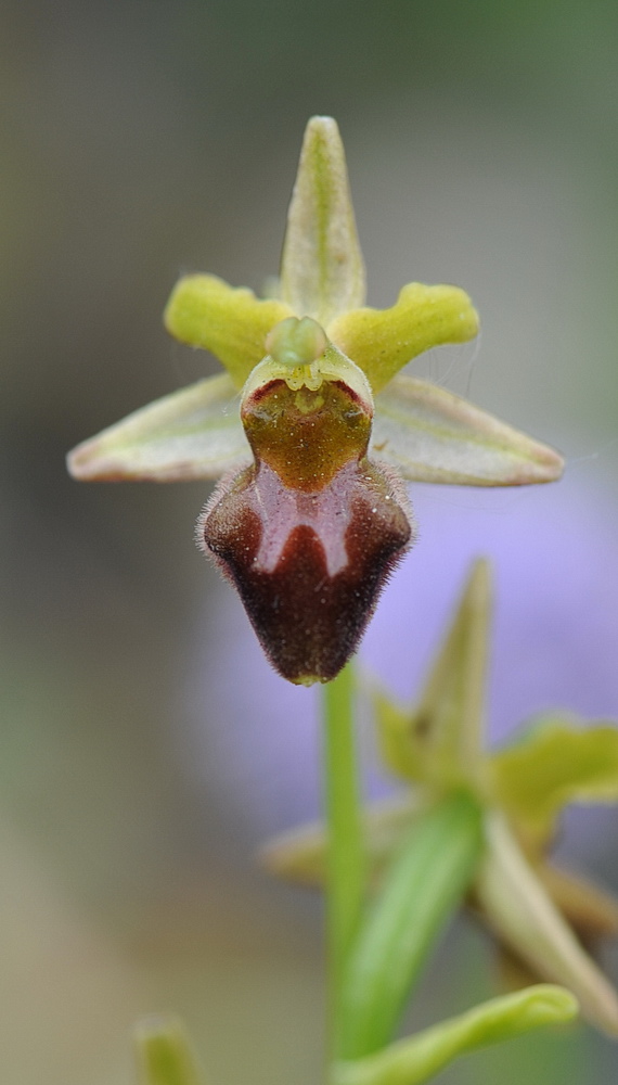 Ophrys sphegodes tardive?