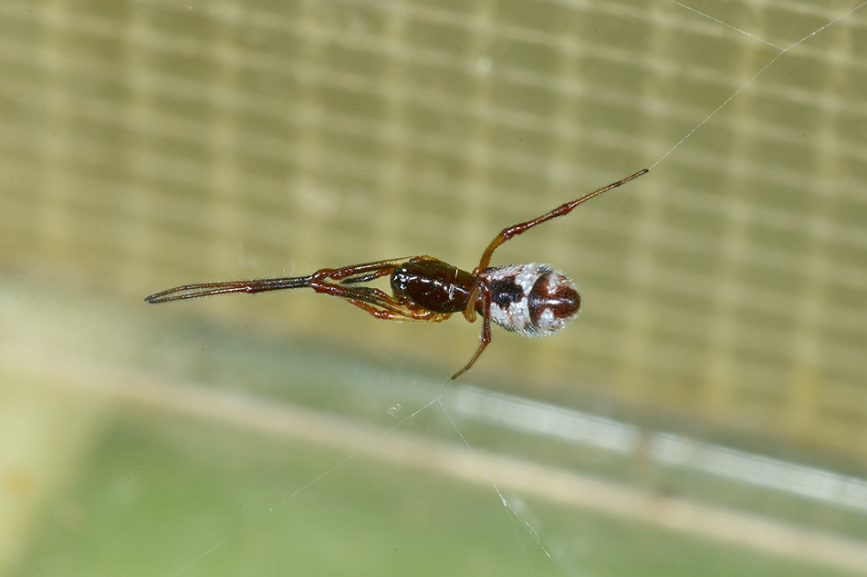 Argyrodes argyrodes o nasicus