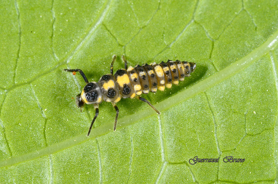 Id coccinella