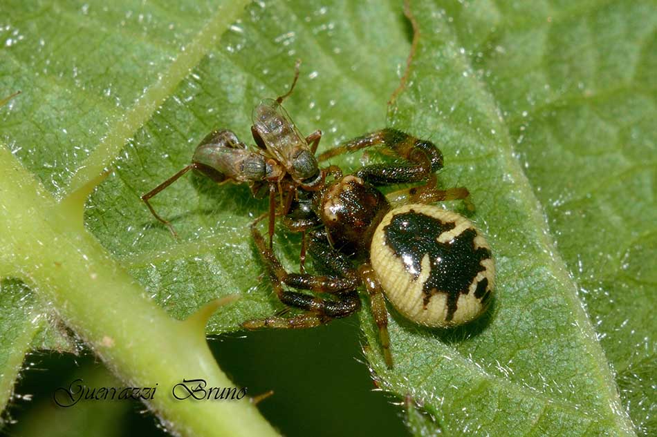 Synaema globosum  - Cascina (PI)