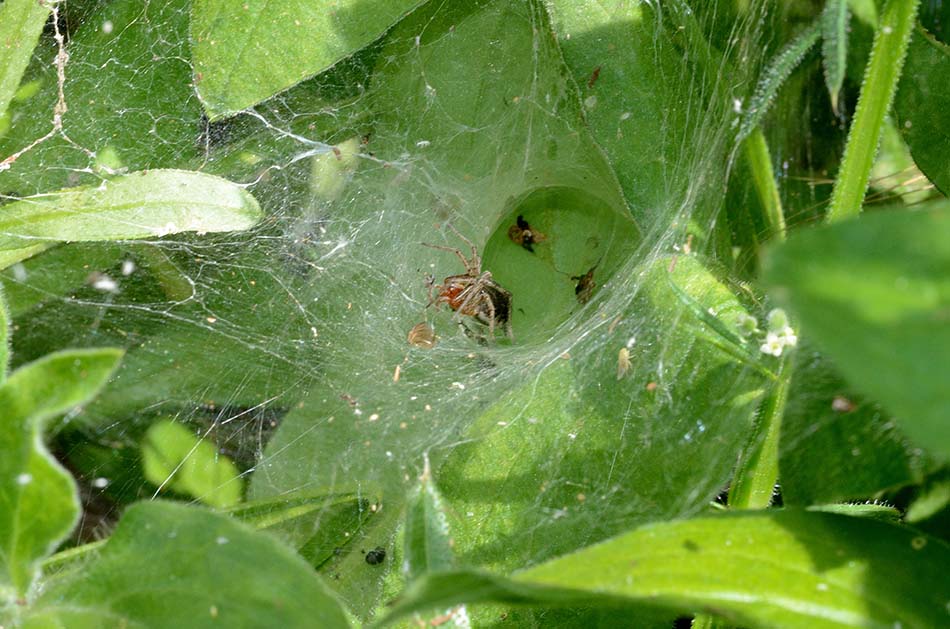 Agelena labyrinthica - Cascina (PI)