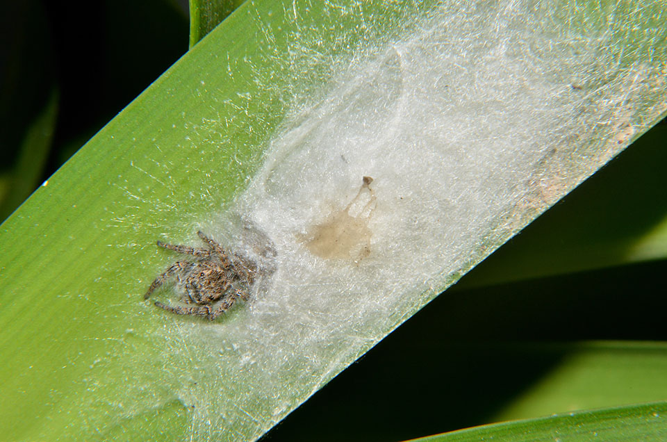 Philaeus chrysops - Cascina (PI)