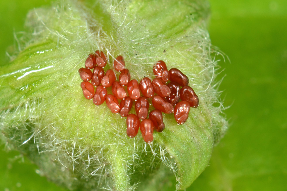 Uova ninfa e adulto_Liorhyssus hyalinus, Rhopalidae