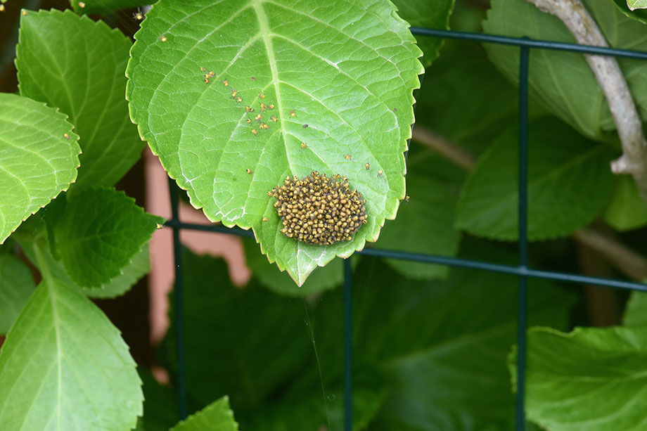 nidiata di Araneus cfr. diadematus  - Cascina (Pisa)