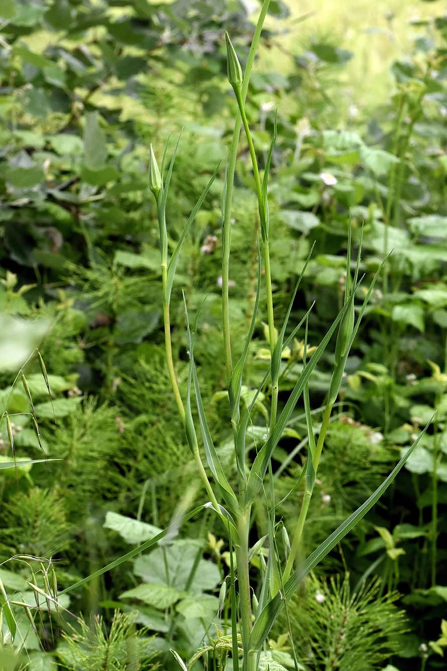 Tragopogon porrifolius