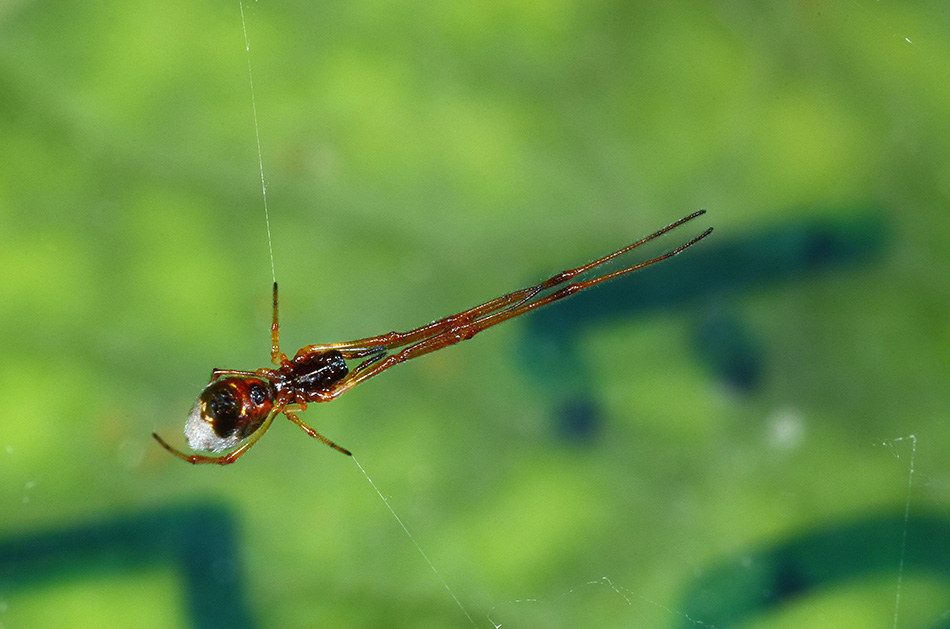 Argyrodes argyrodes o nasicus