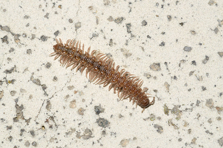 Chilopodo. No. Polydesmus sp.