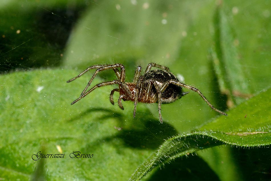 Agelena labyrinthica - Cascina (PI)