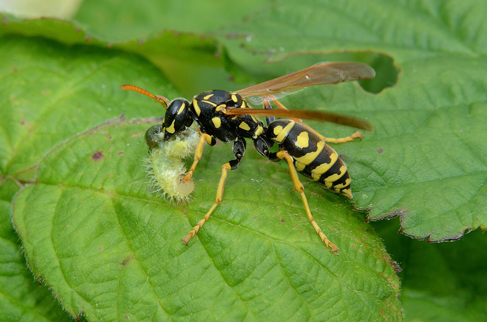 Polistes cf. dominulus con preda (larva di Donus sp?)