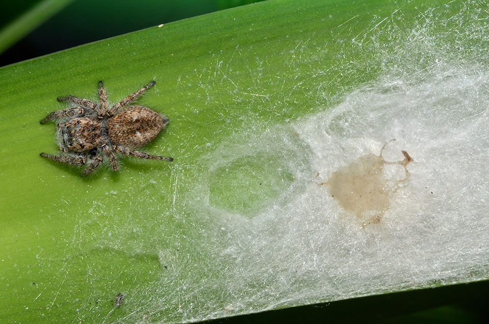 Philaeus chrysops - Cascina (PI)