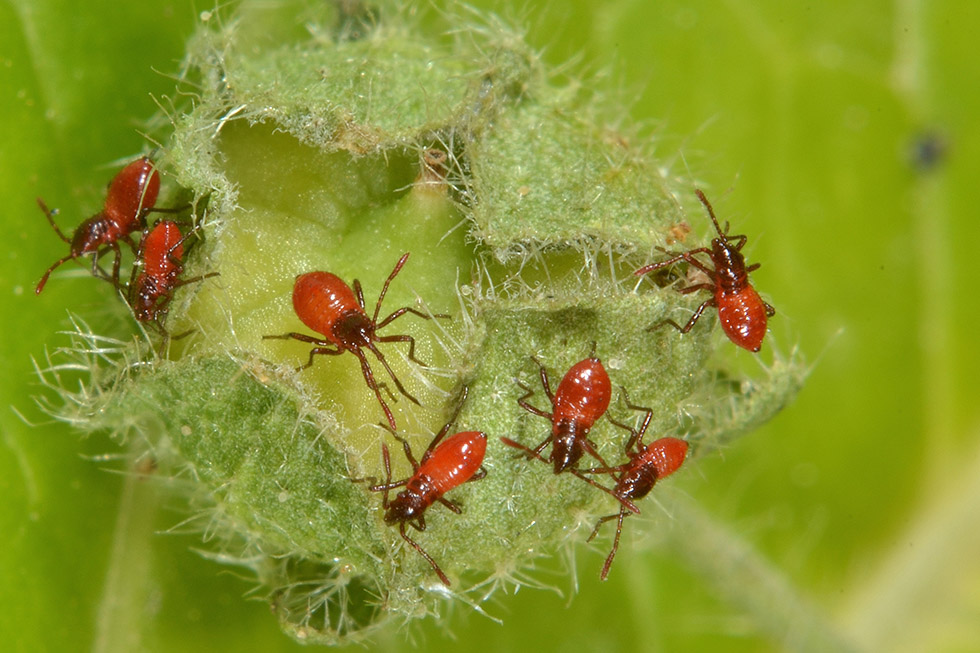 Uova ninfa e adulto_Liorhyssus hyalinus, Rhopalidae