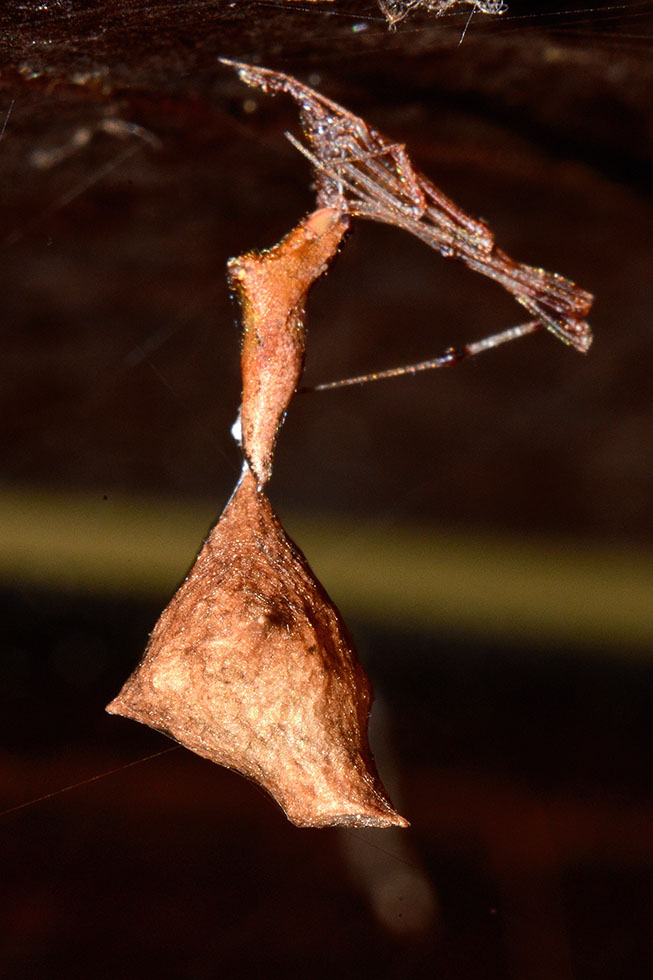 Rhomphaea con ovisacco - Cascina (PI)