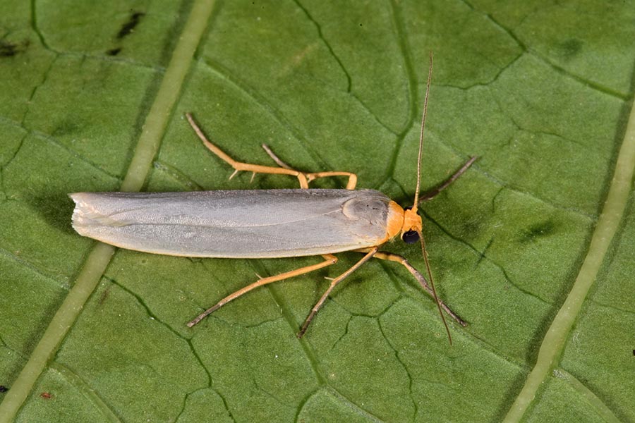 Identificazione bruco - Eilema caniola