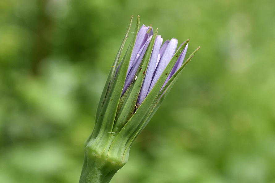 Tragopogon porrifolius