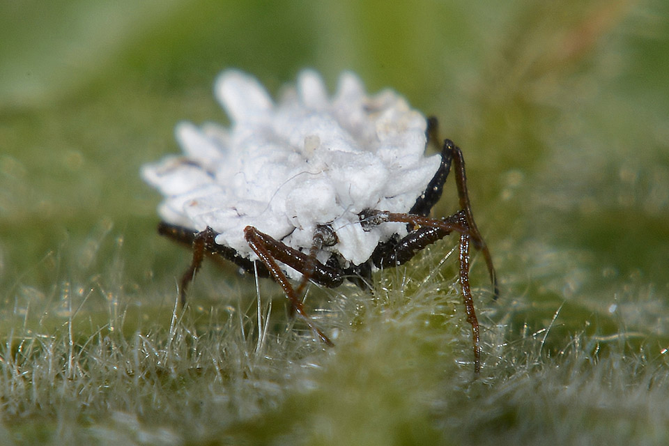 Insetto strano: Orthezia sp.