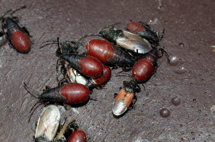 Lygaeidae: Oxycarenus hyalinipennis della Toscana (PI)