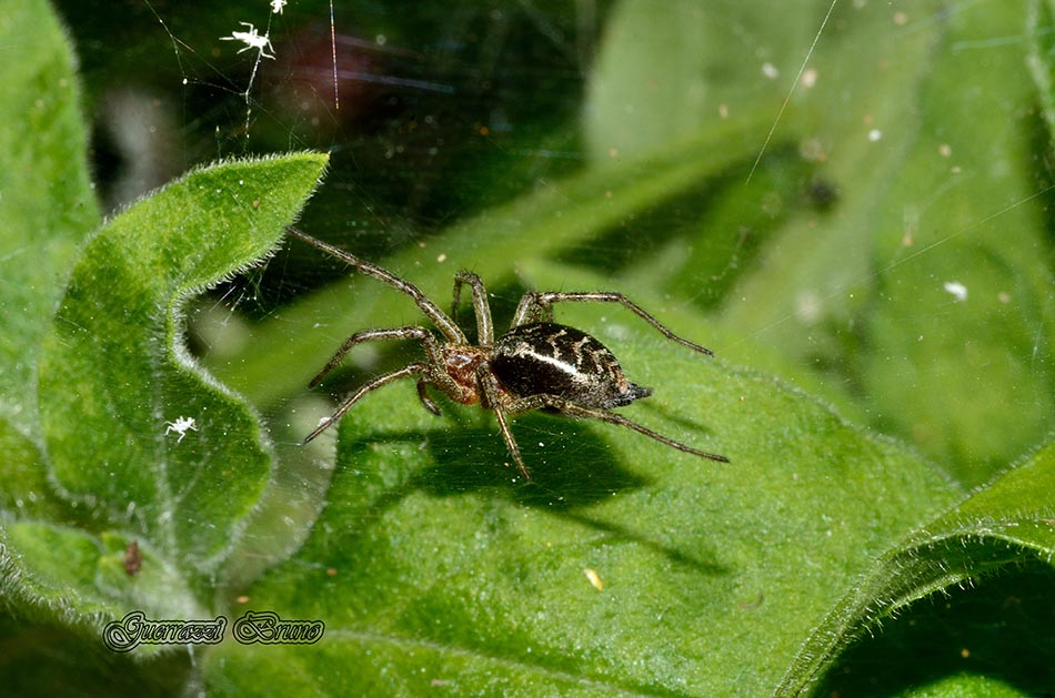 Agelena labyrinthica - Cascina (PI)