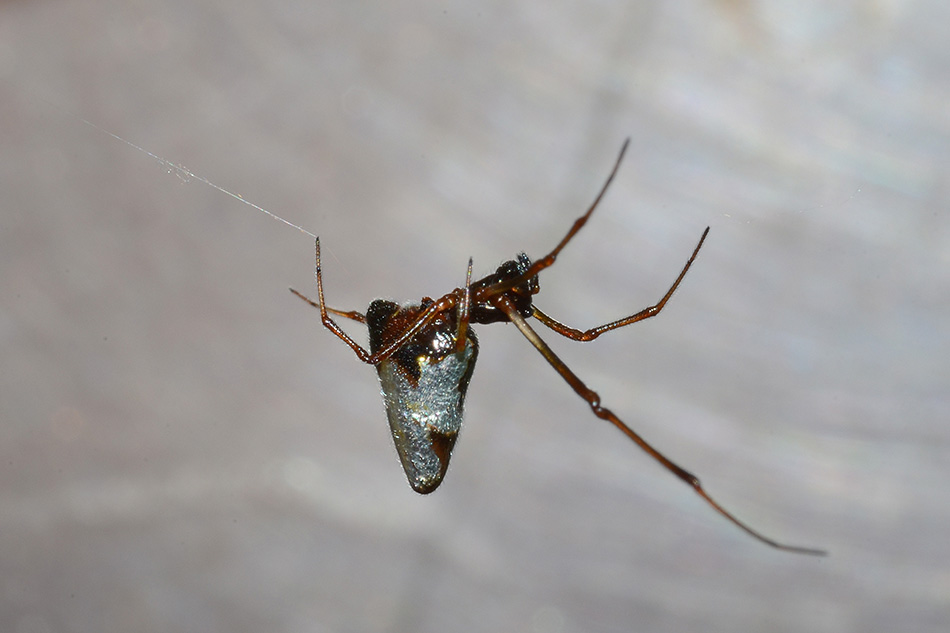 Argyrodes argyrodes o nasicus