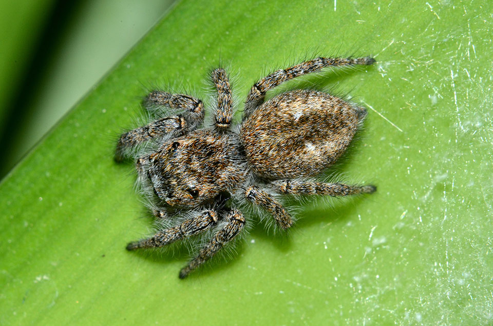 Philaeus chrysops - Cascina (PI)