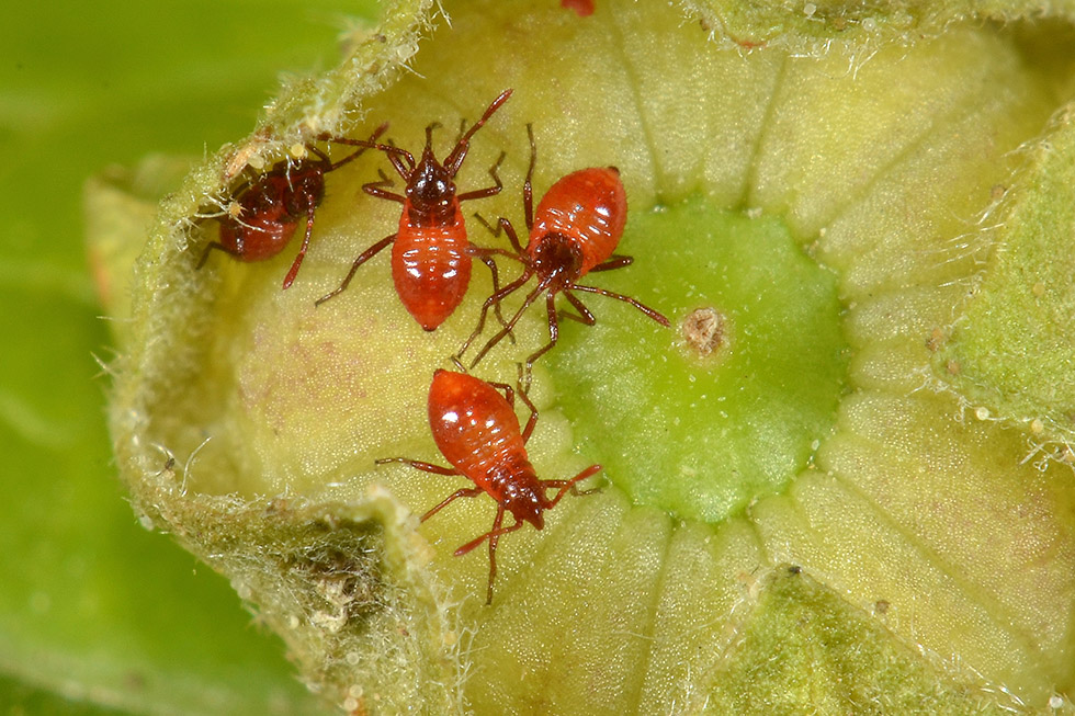 Uova ninfa e adulto_Liorhyssus hyalinus, Rhopalidae