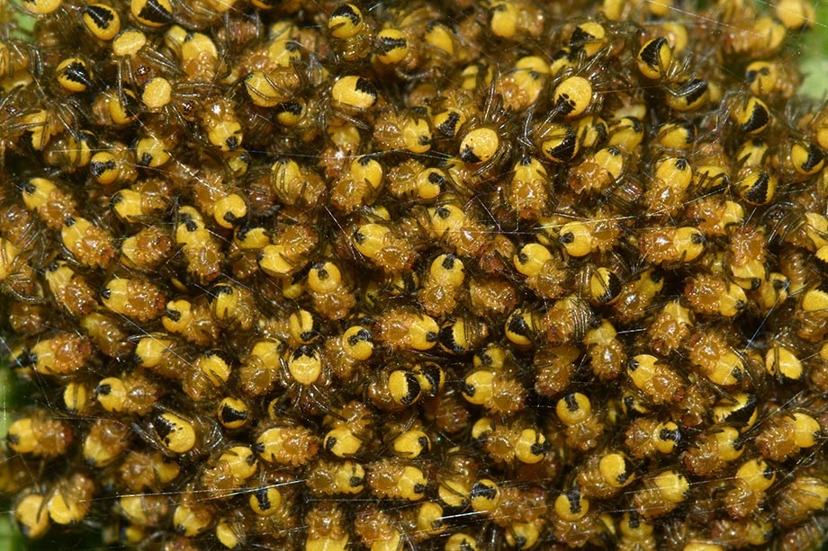 nidiata di Araneus cfr. diadematus  - Cascina (Pisa)