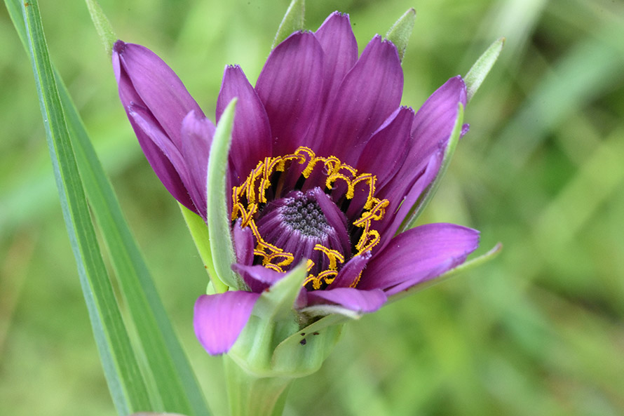 Tragopogon porrifolius