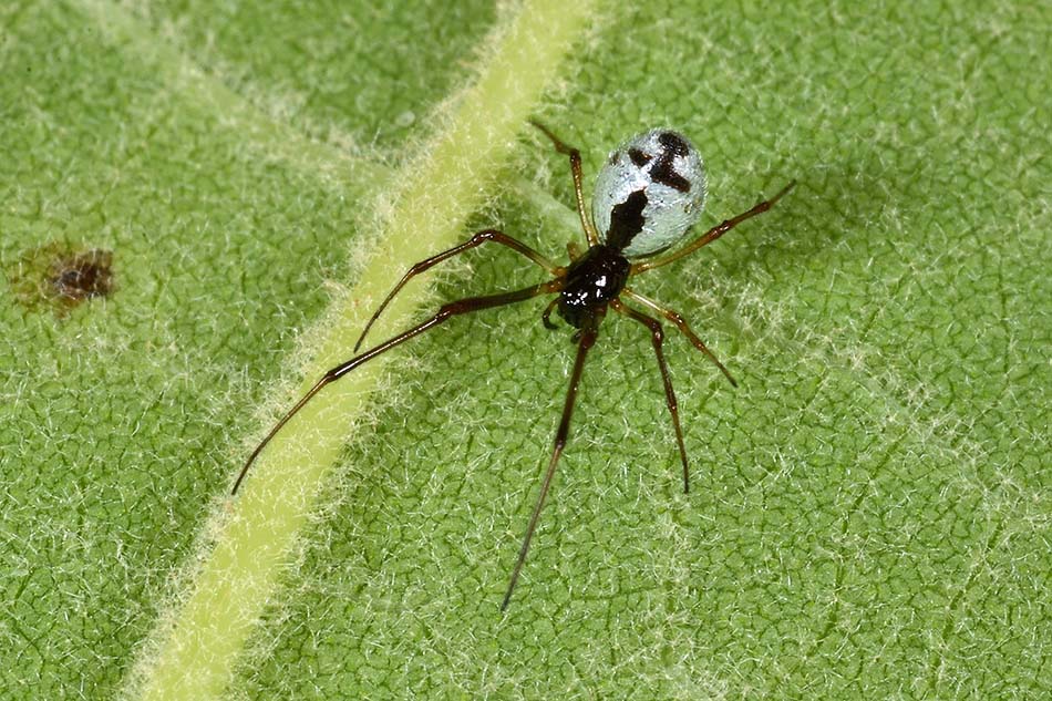 Argyrodes argyrodes o nasicus