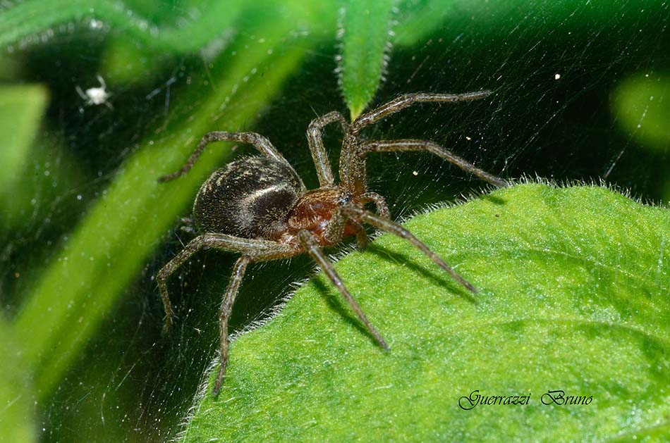 Agelena labyrinthica - Cascina (PI)