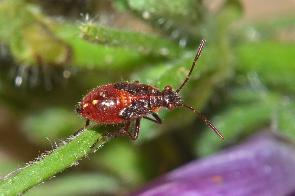 Uova ninfa e adulto_Liorhyssus hyalinus, Rhopalidae