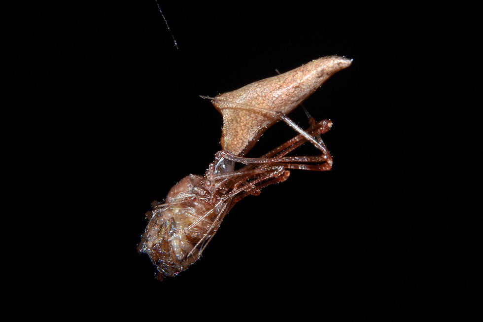 Romphaea sp. con preda (Araneidae) - Cascina (PI)