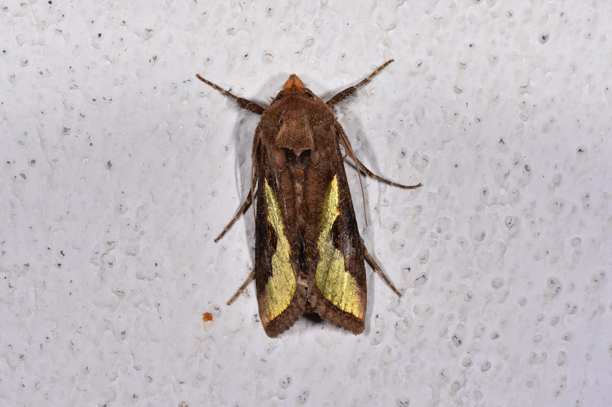 Thysanoplusia orichalcea, Noctuidae
