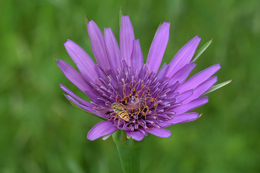 Tragopogon porrifolius