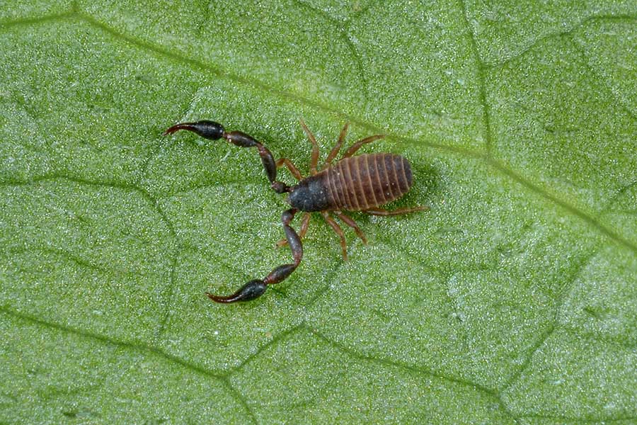 Cheliferidae: probabile Rhacochelifer