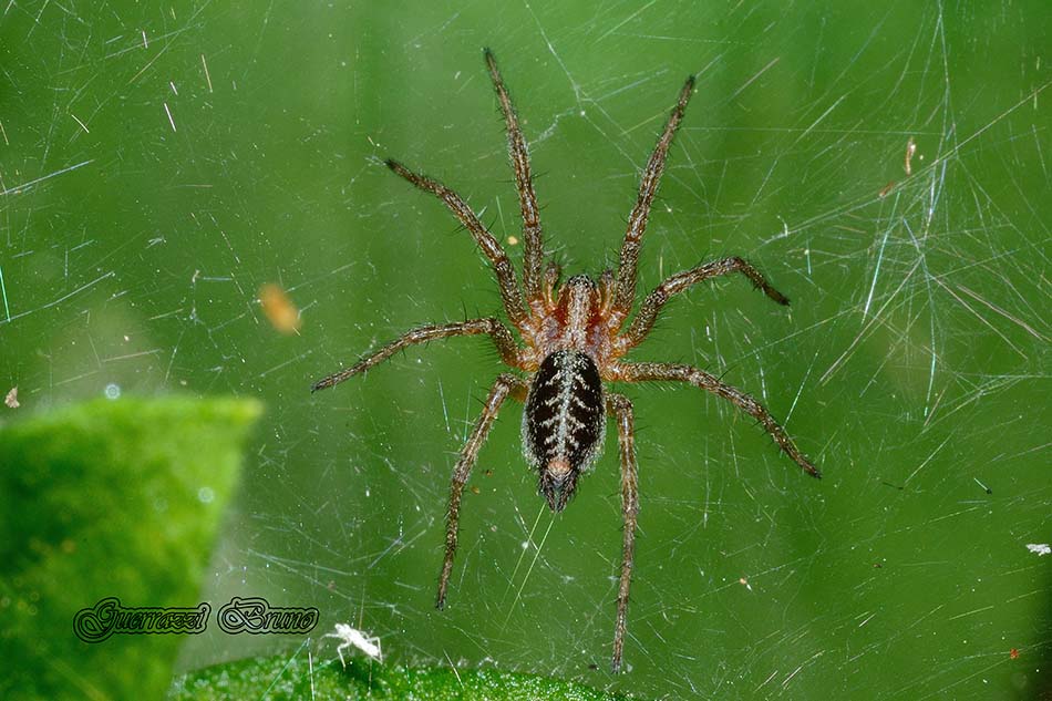 Agelena labyrinthica - Cascina (PI)