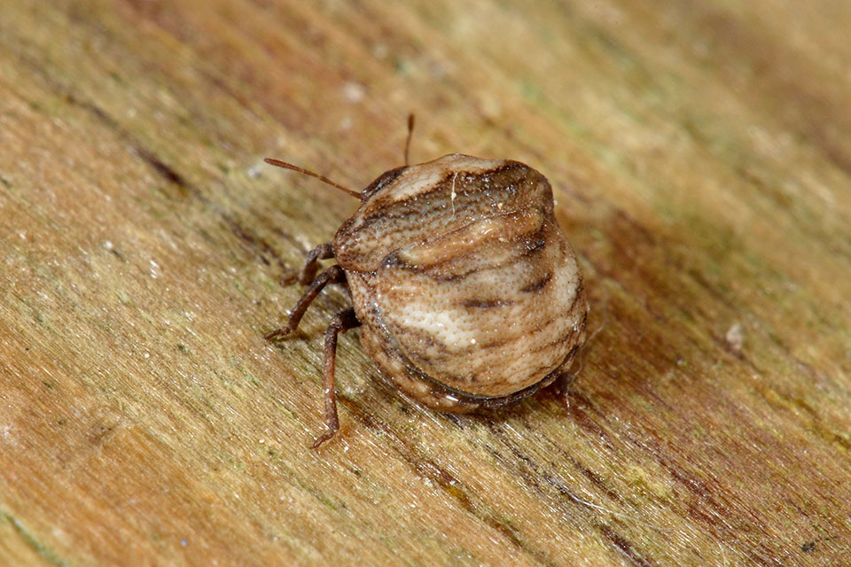 Vilpianus galii (Pentatomidae)