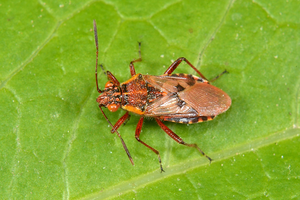 Uova ninfa e adulto_Liorhyssus hyalinus, Rhopalidae