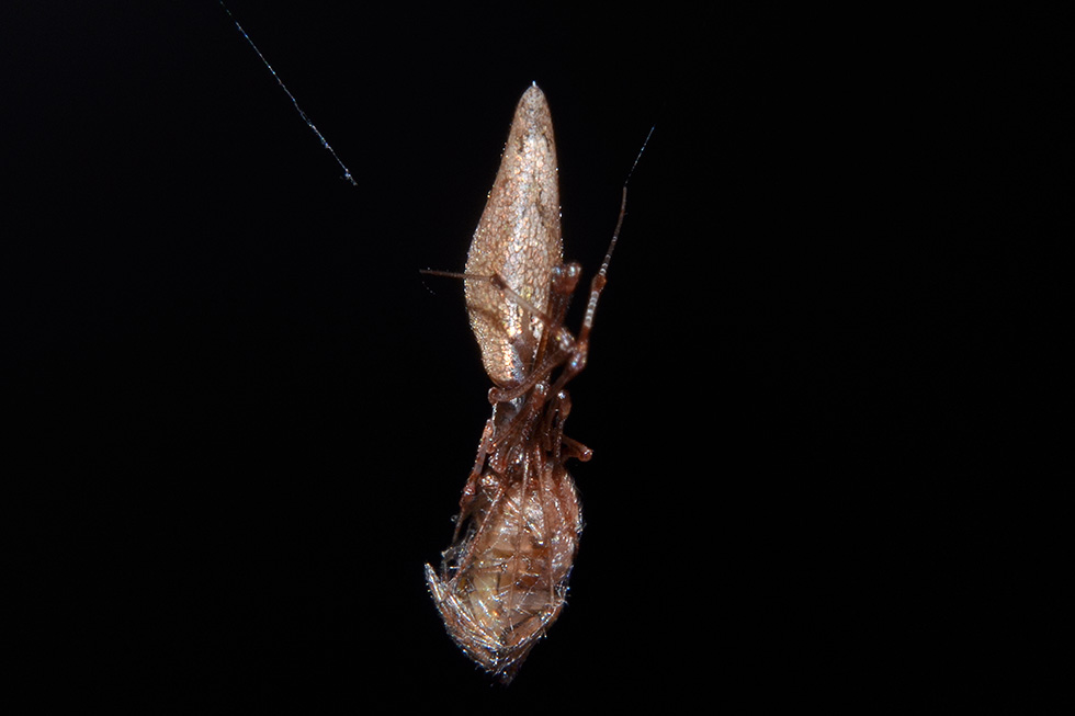 Romphaea sp. con preda (Araneidae) - Cascina (PI)