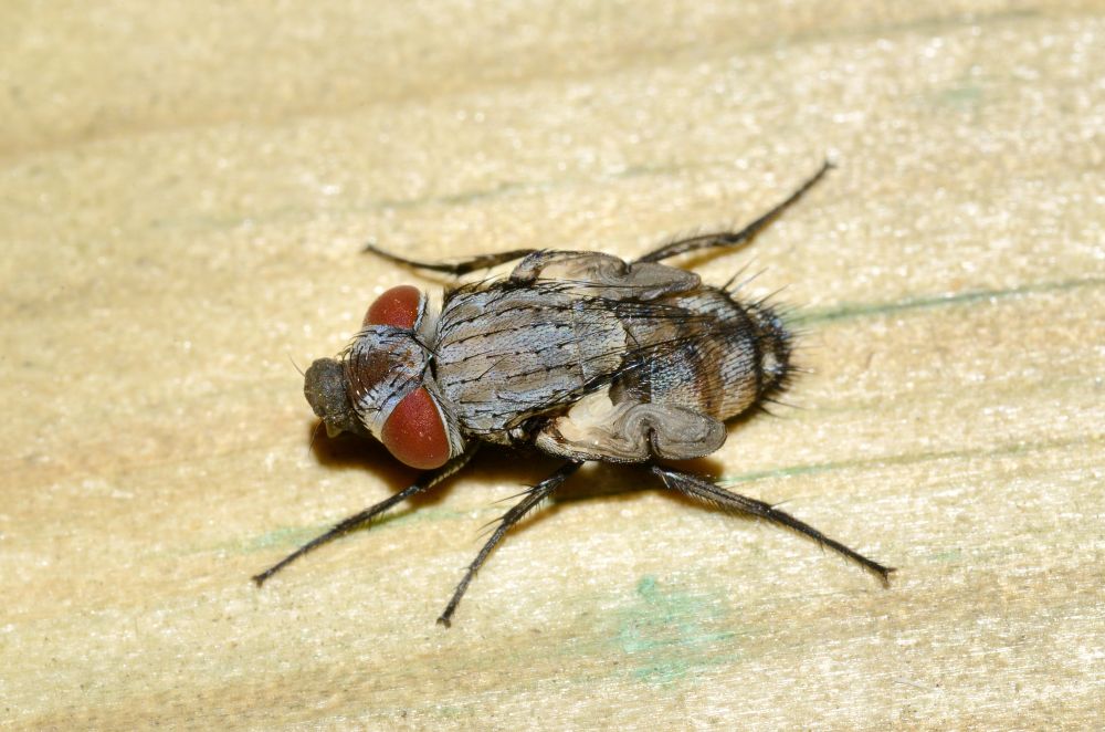 Mosca parassita