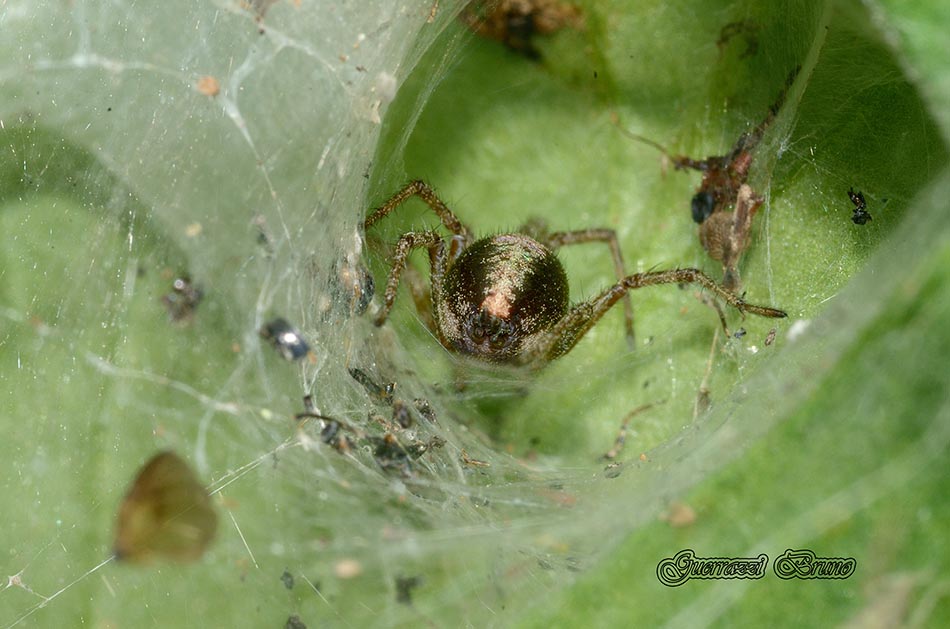 Agelena labyrinthica - Cascina (PI)