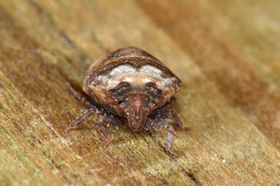 Vilpianus galii (Pentatomidae)